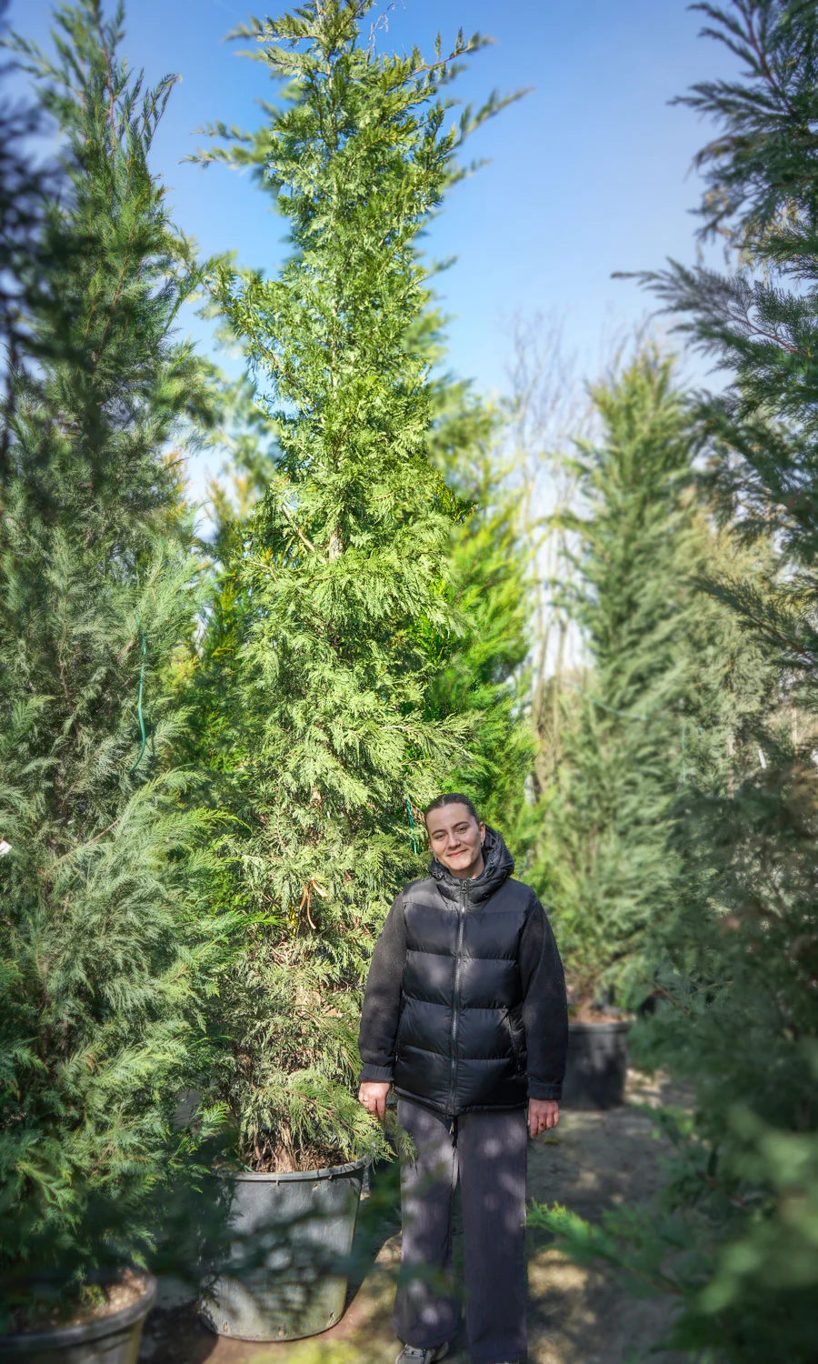 Cyprès Leylandii 2001 - Image 17