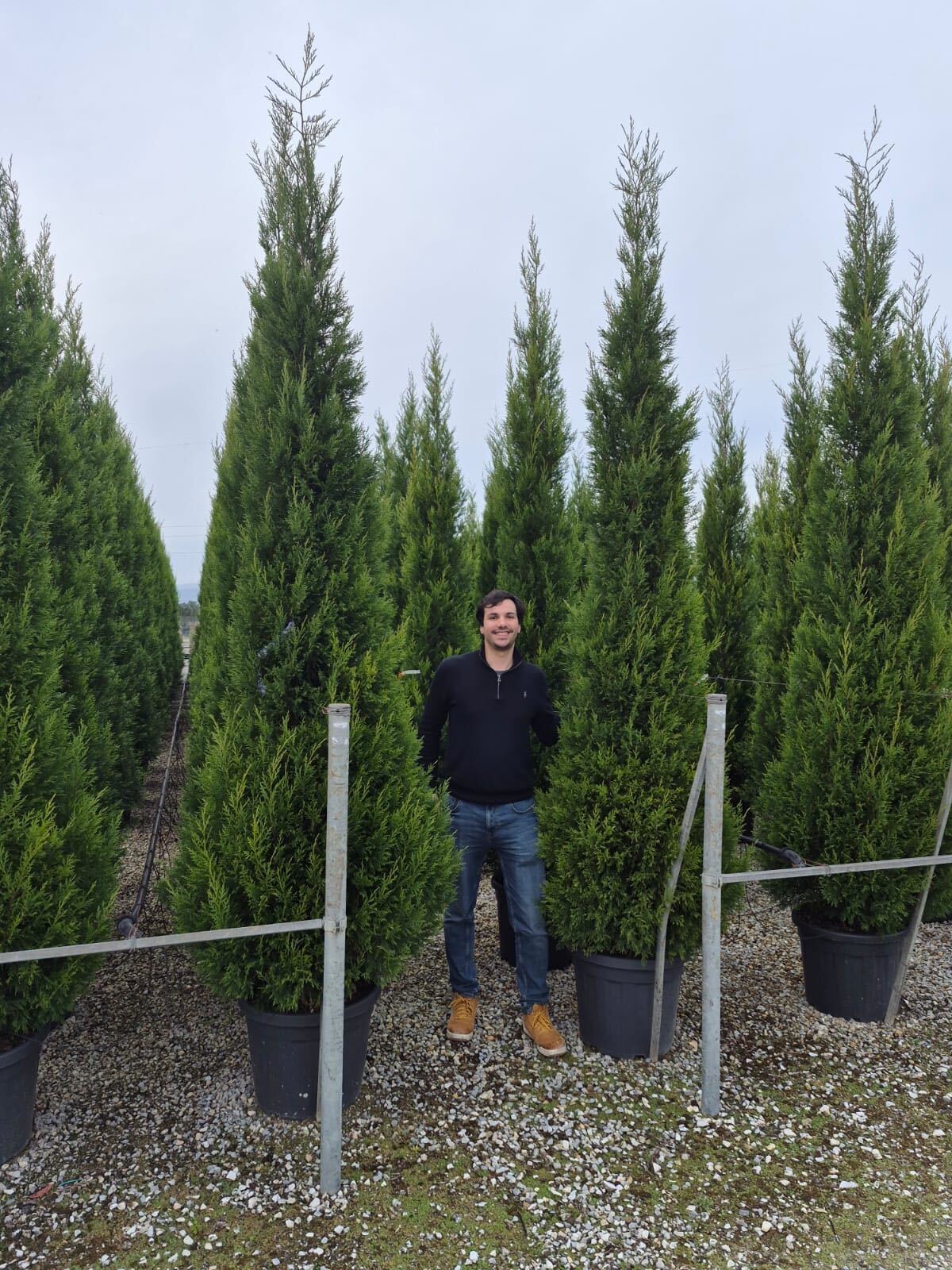 Cyprès Leylandii 2001 - Image 18