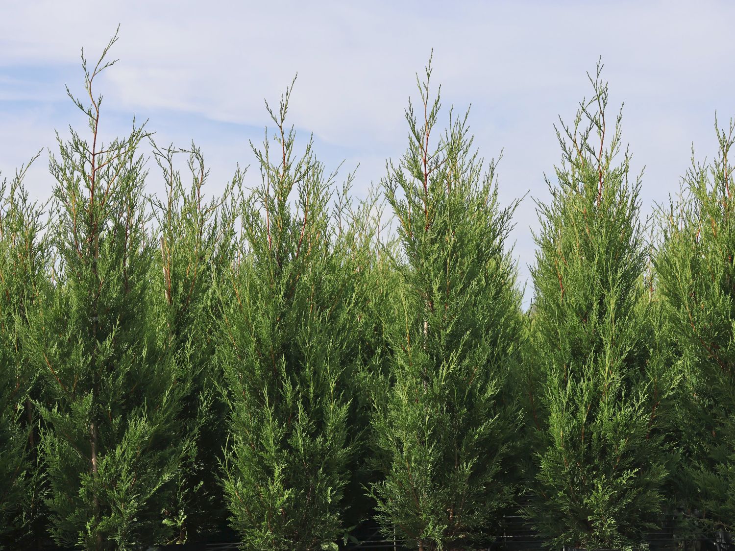 Cyprès Leylandii 2001 - Image 3