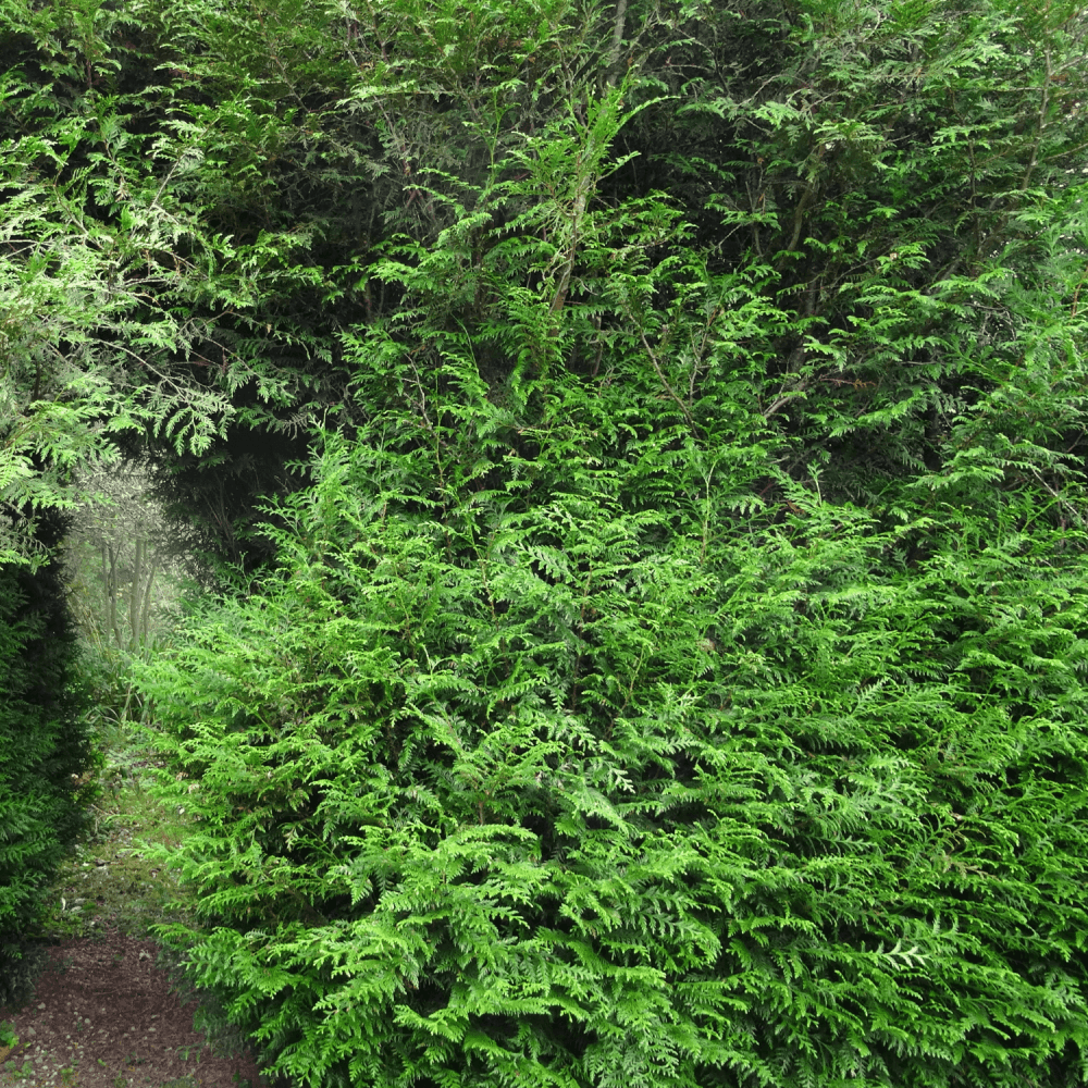 Cyprès Leylandii 2001 - Image 5