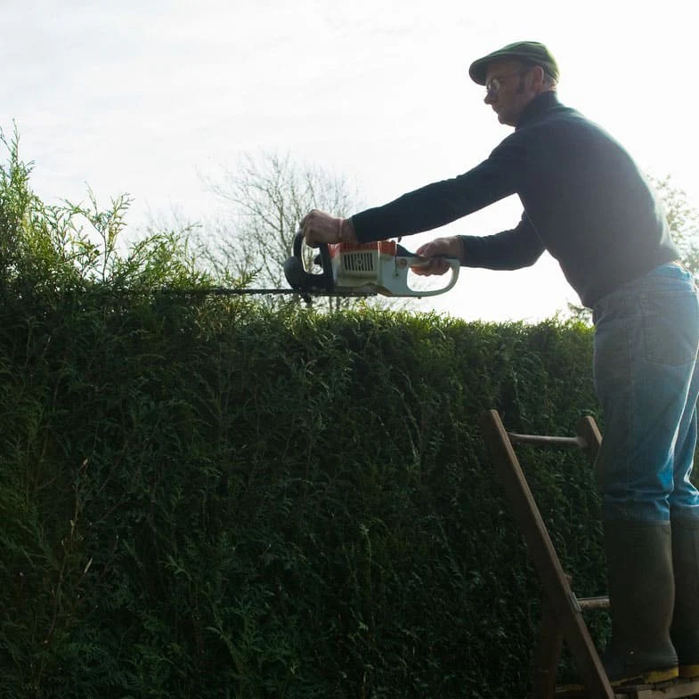 Cyprès Leylandii 2001 - Image 6