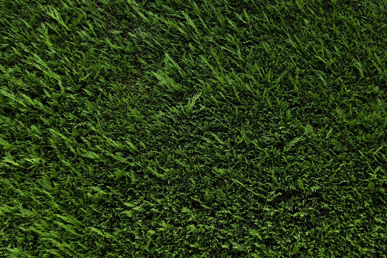 Cyprès Leylandii 2001 - Image 7