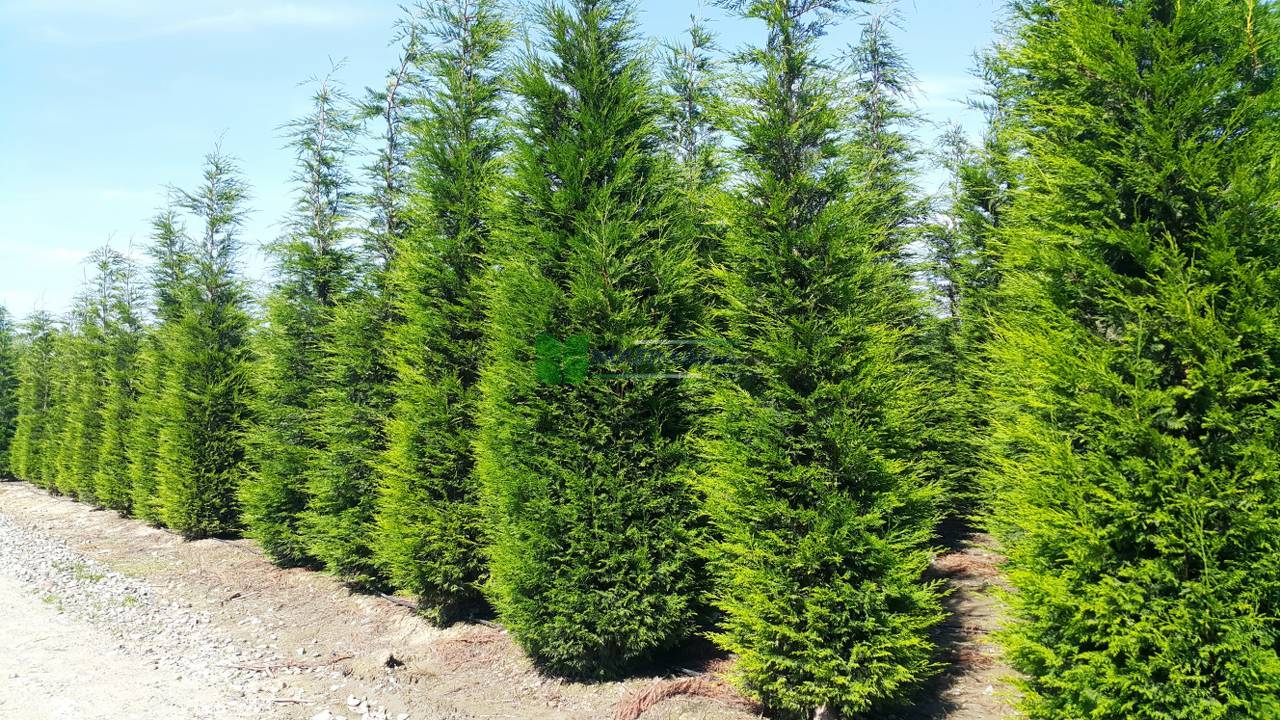 Cyprès Leylandii 2001 - Image 8