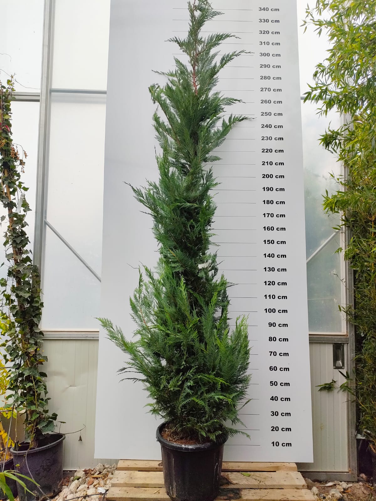 Cyprès Leylandii (Cupressocyparis) - Image 10