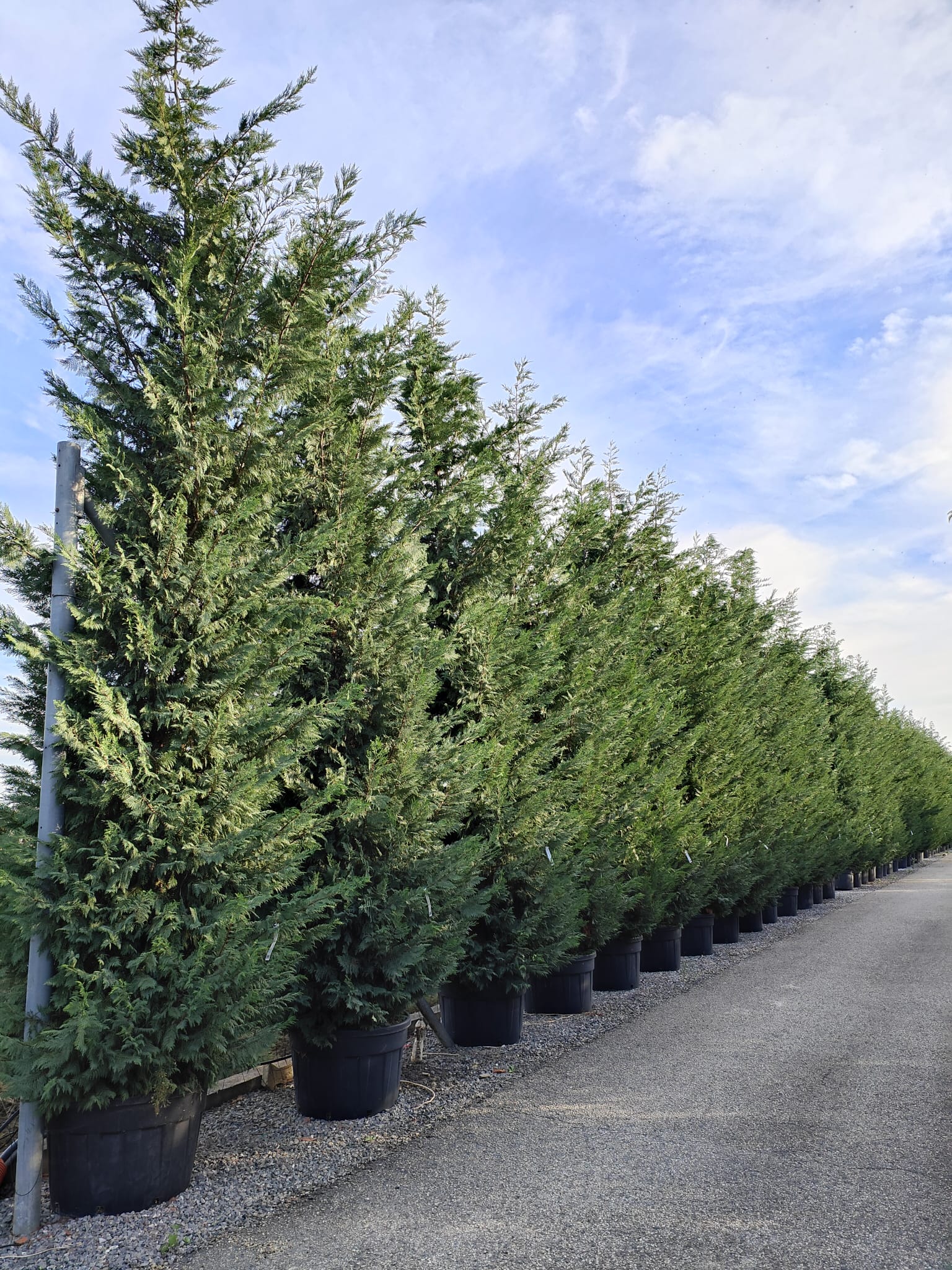 Cyprès Leylandii (Cupressocyparis) - Image 11