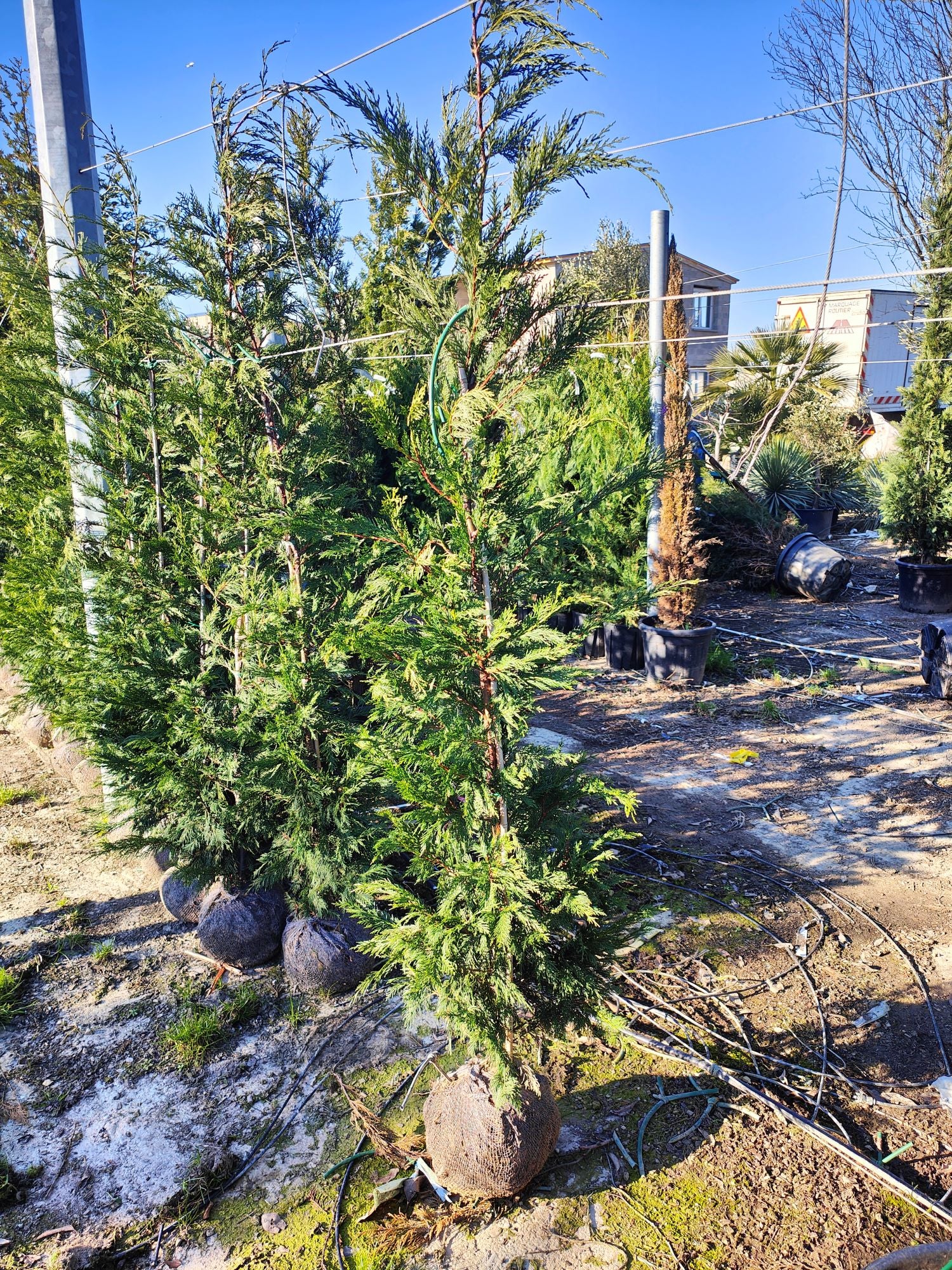 Cyprès Leylandii (Cupressocyparis) - Image 12