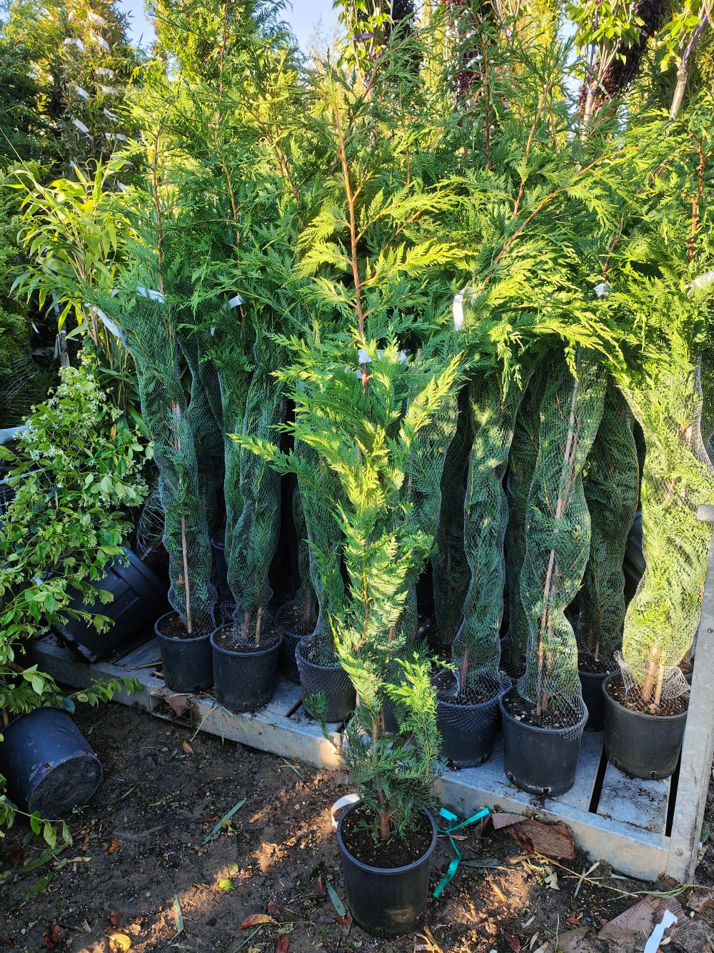 Cyprès Leylandii (Cupressocyparis) - Image 13