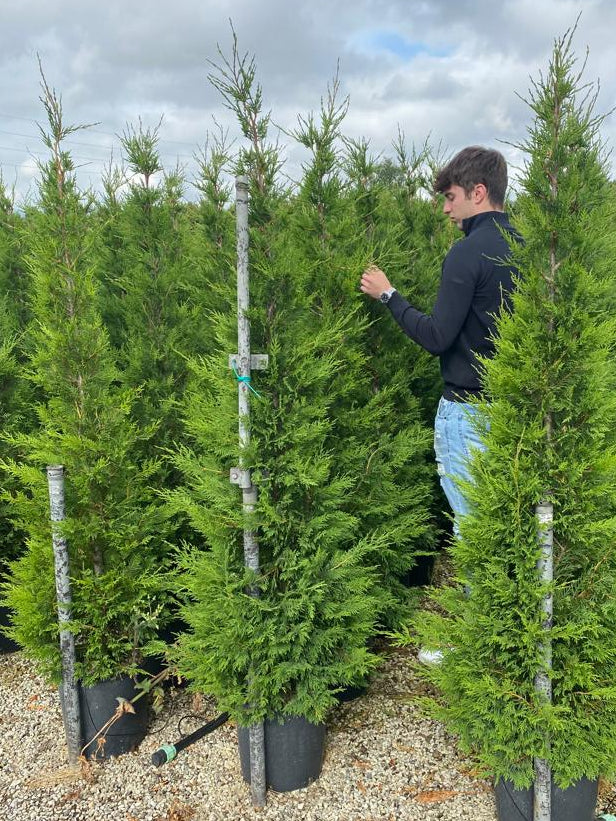 Cyprès Leylandii (Cupressocyparis) - Image 14