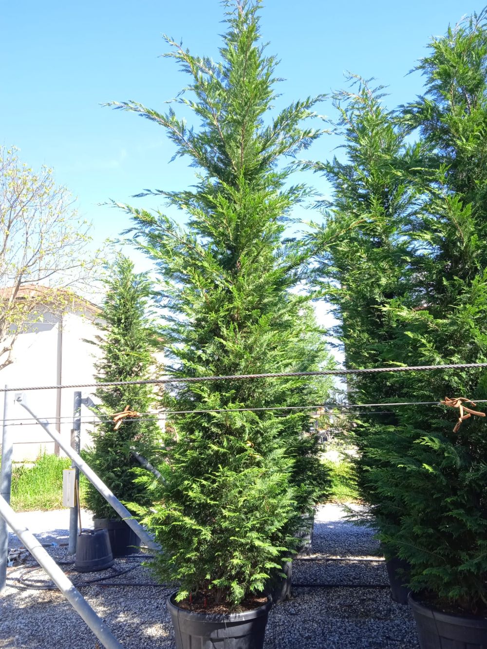 Cyprès Leylandii (Cupressocyparis) - Image 15