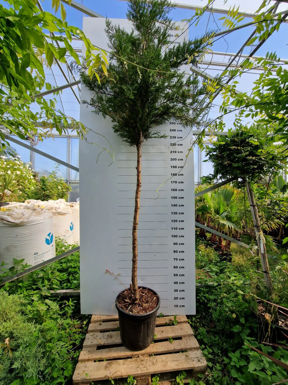 Cyprès Leylandii (Cupressocyparis) - Image 16