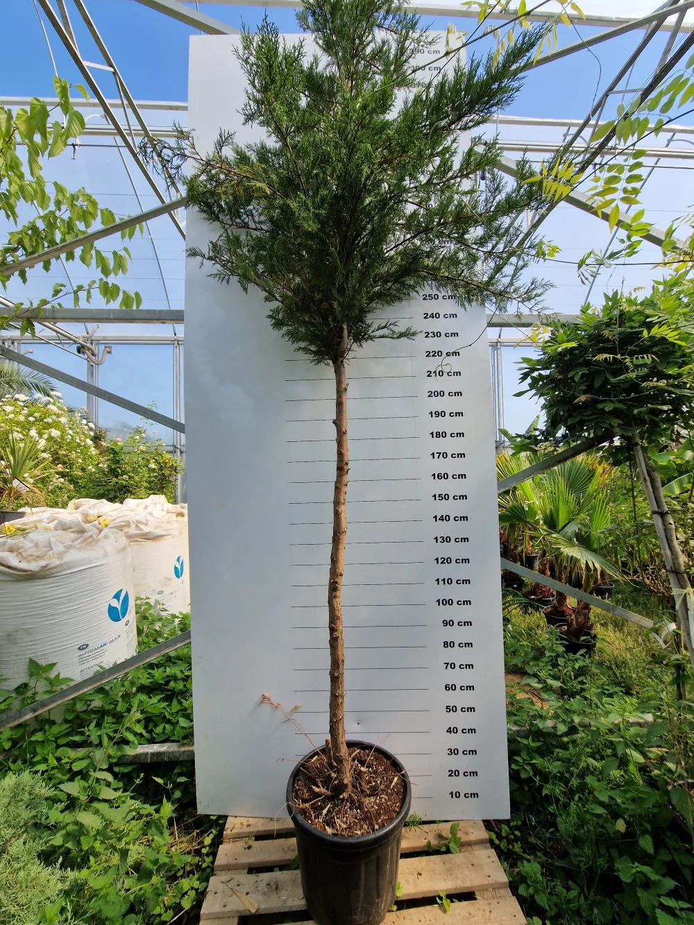 Cyprès Leylandii (Cupressocyparis) - Image 17