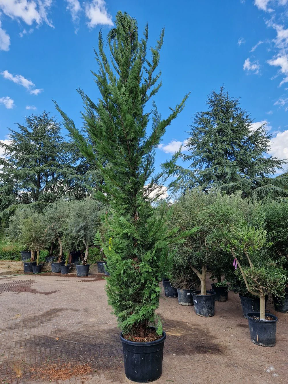 Cyprès Leylandii (Cupressocyparis) - Image 18