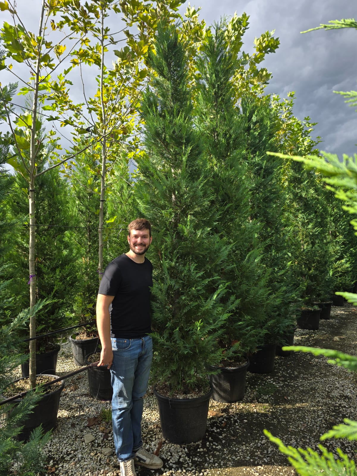 Cyprès Leylandii (Cupressocyparis) - Image 19