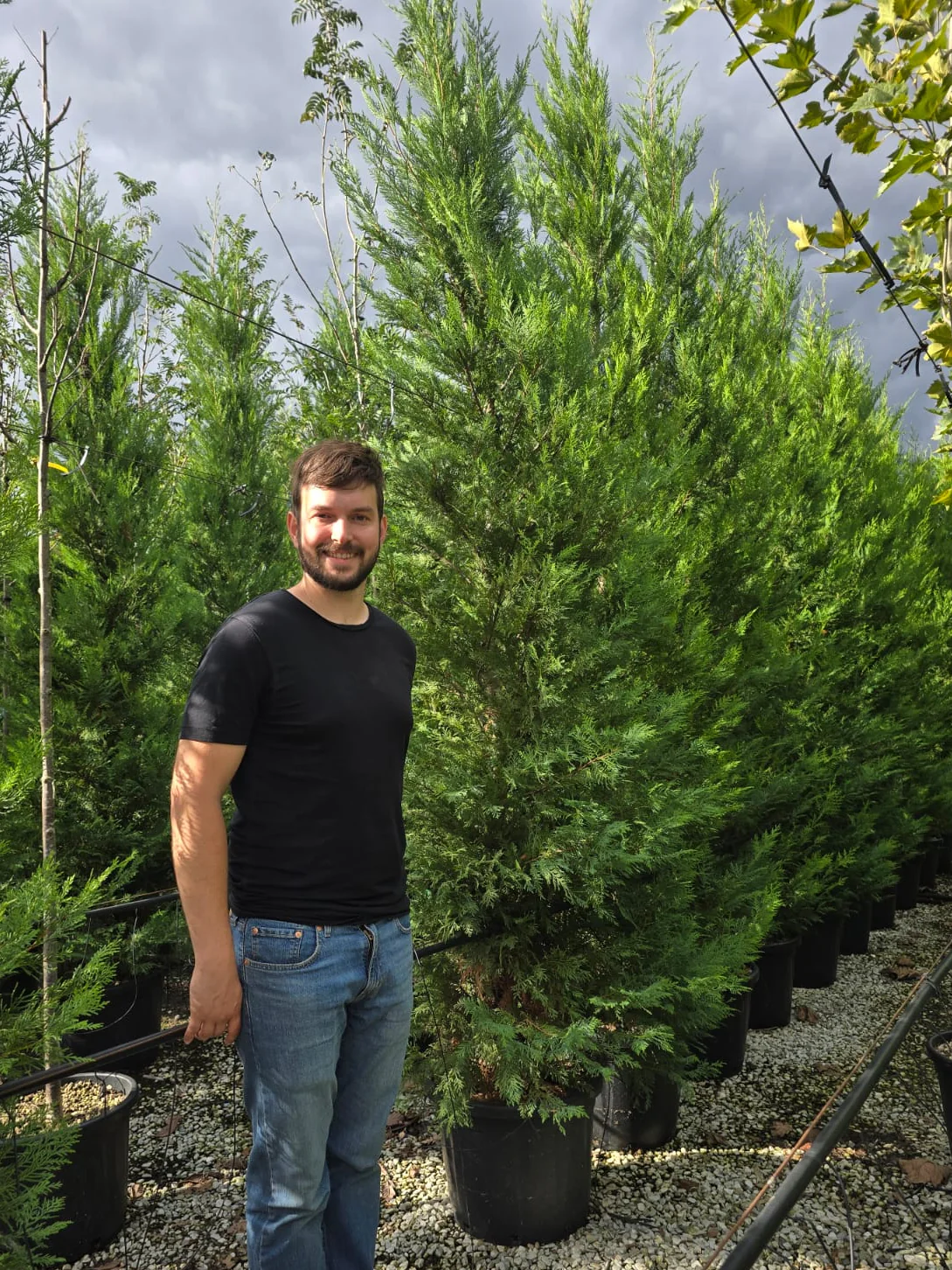 Cyprès Leylandii (Cupressocyparis) - Image 20