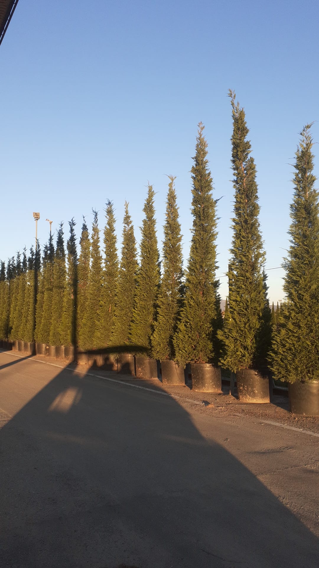 Cyprès Leylandii (Cupressocyparis) - Image 21