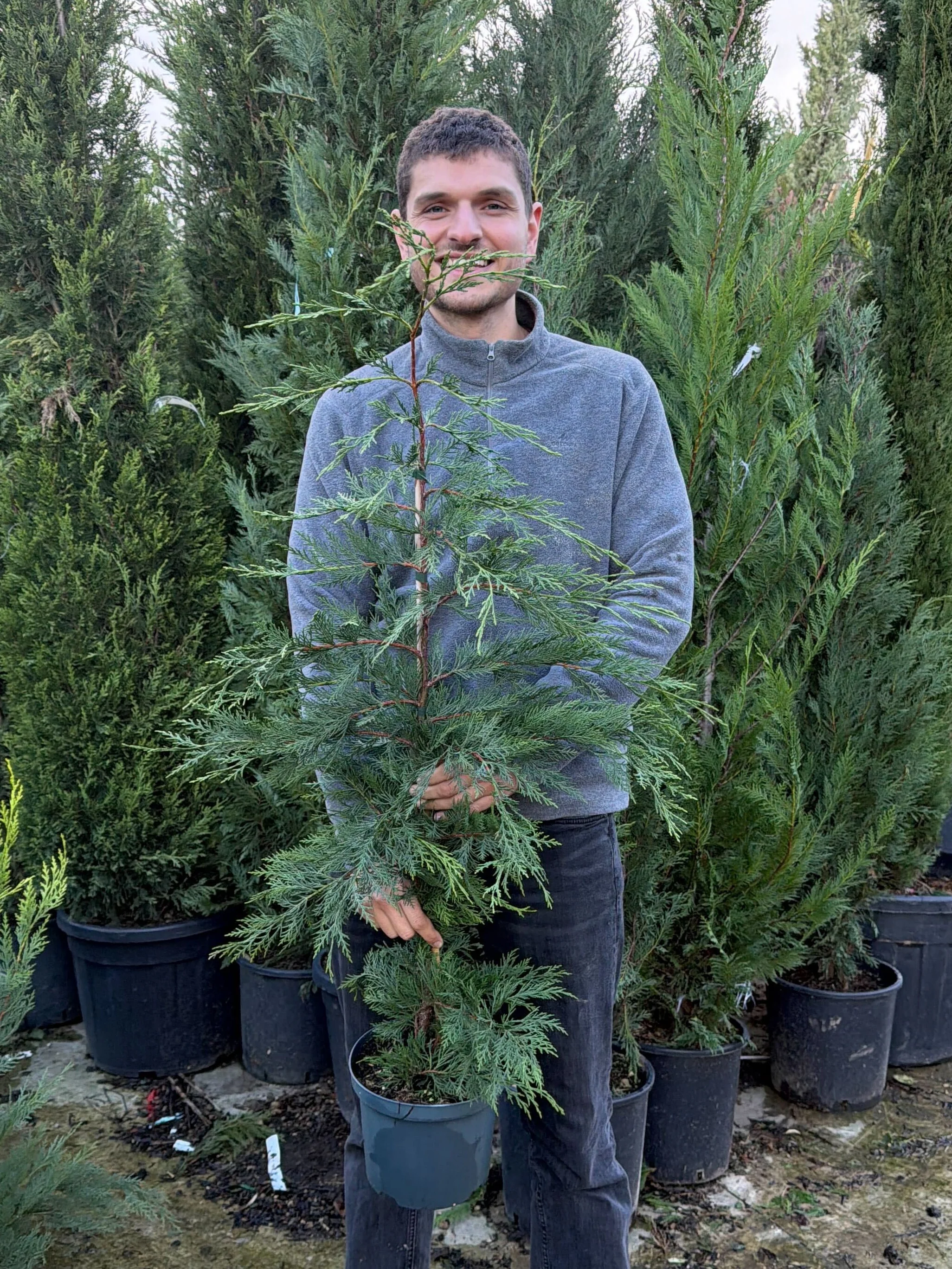 Cyprès Leylandii (Cupressocyparis) - Image 22