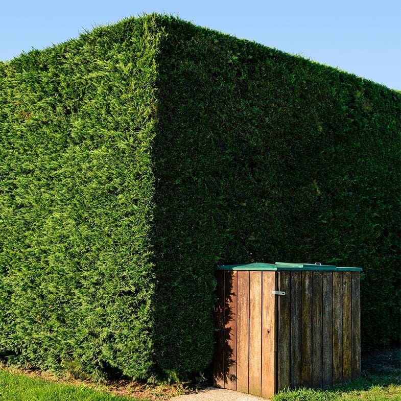 Cyprès Leylandii (Cupressocyparis) - Image 3