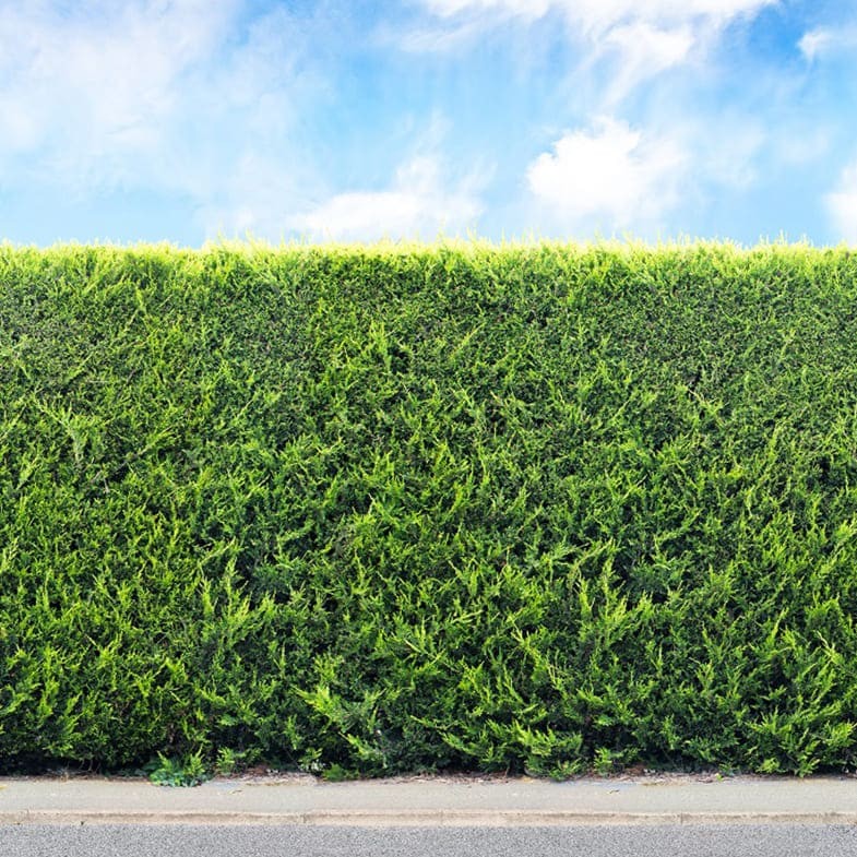 Cyprès Leylandii (Cupressocyparis) - Image 4