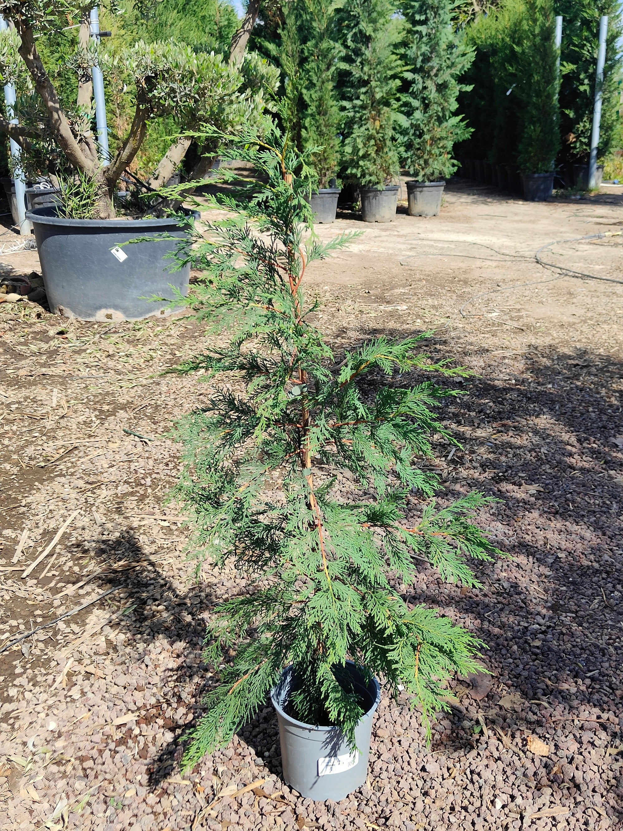 Cyprès Leylandii (Cupressocyparis) - Image 5