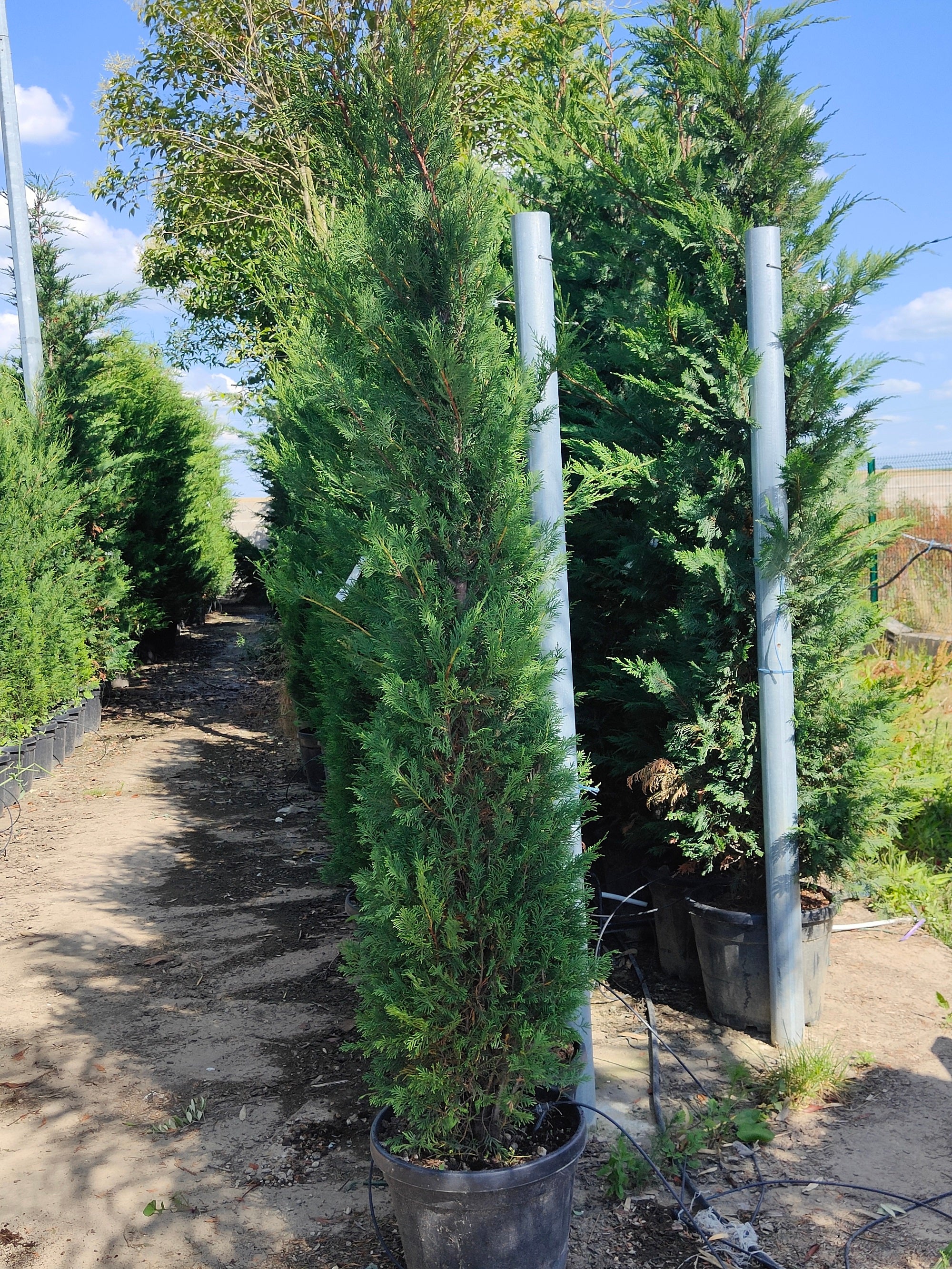 Cyprès Leylandii (Cupressocyparis) - Image 6