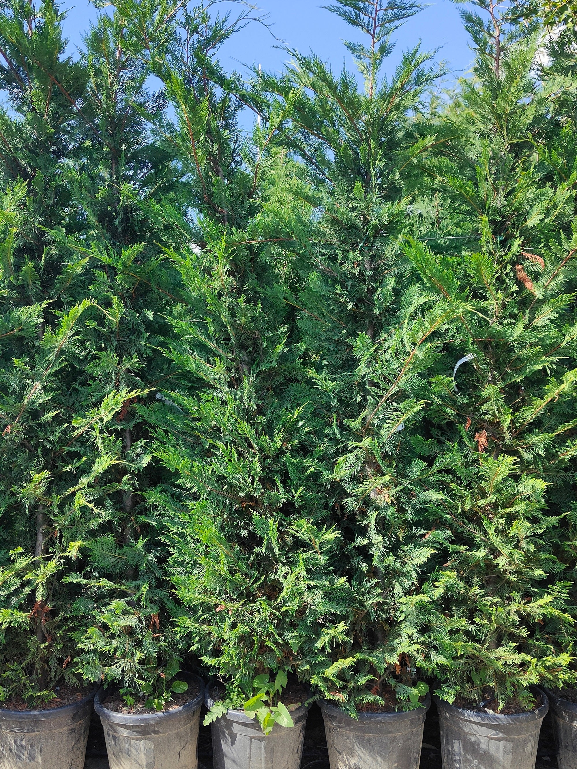 Cyprès Leylandii (Cupressocyparis) - Image 7