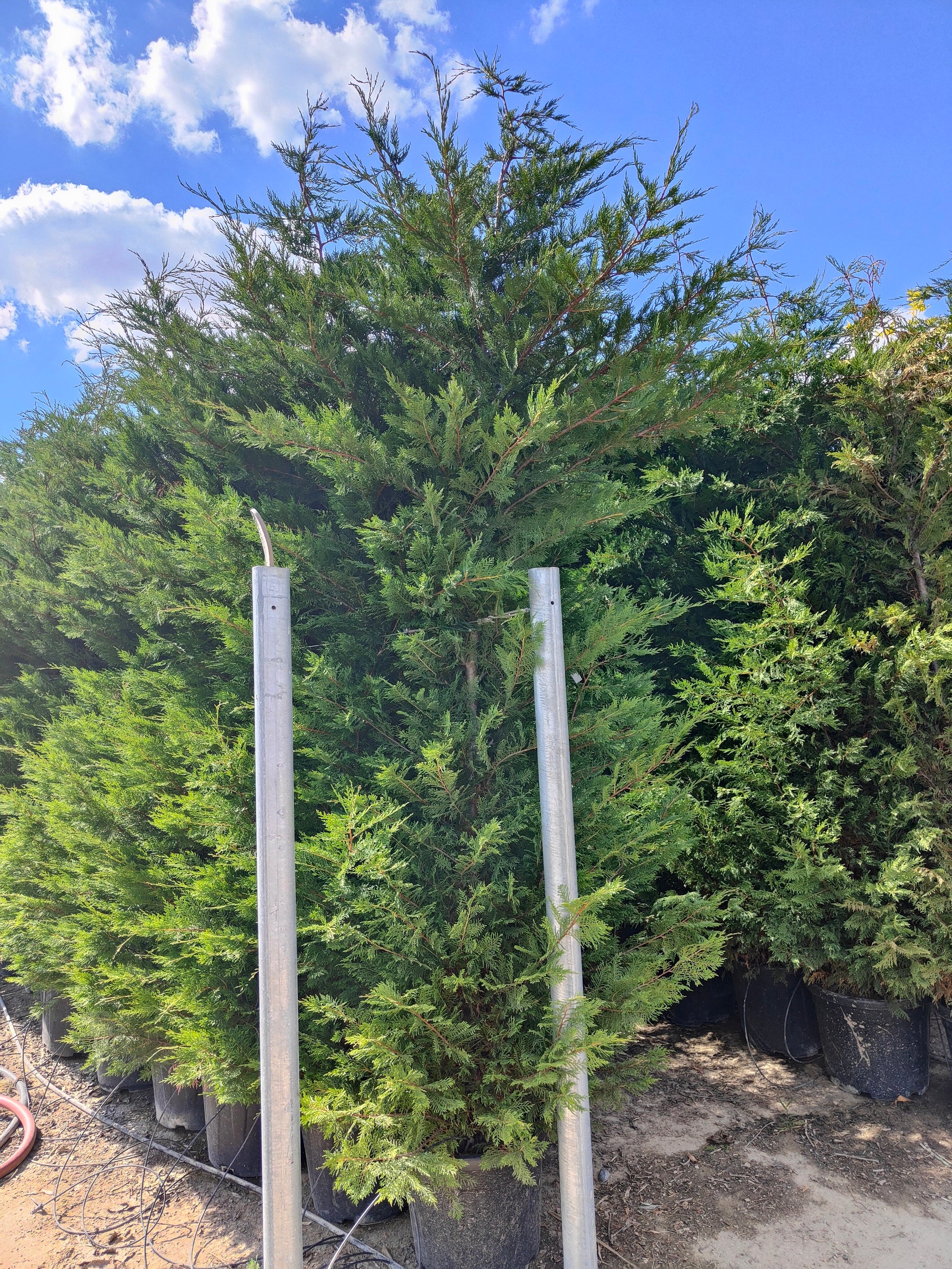 Cyprès Leylandii (Cupressocyparis) - Image 8