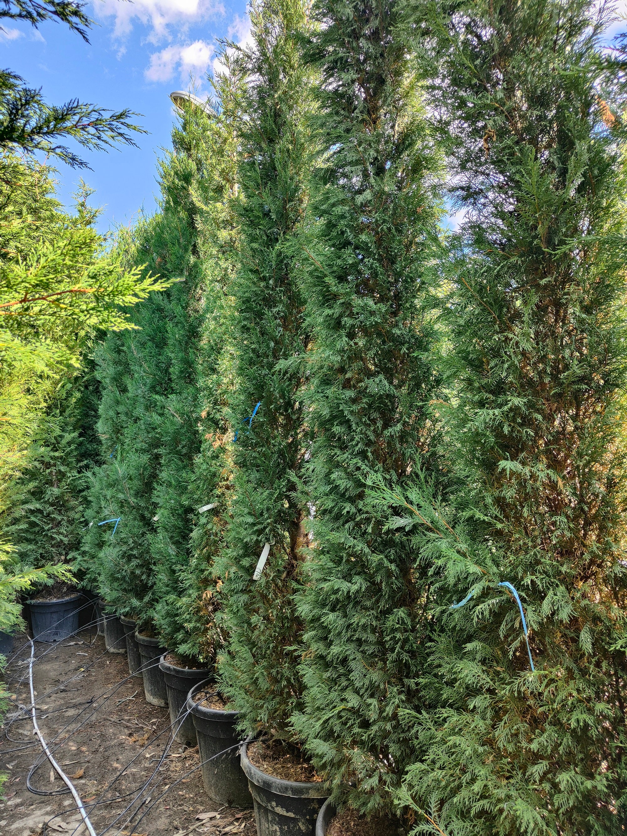 Cyprès Leylandii (Cupressocyparis) - Image 9