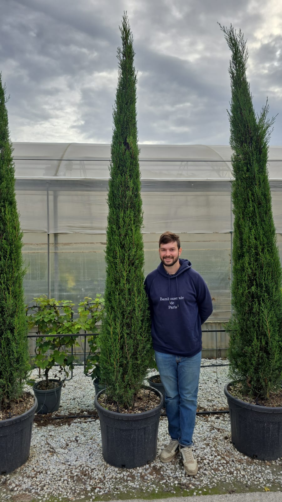 Cyprès de Provence (Commun) - Image 10