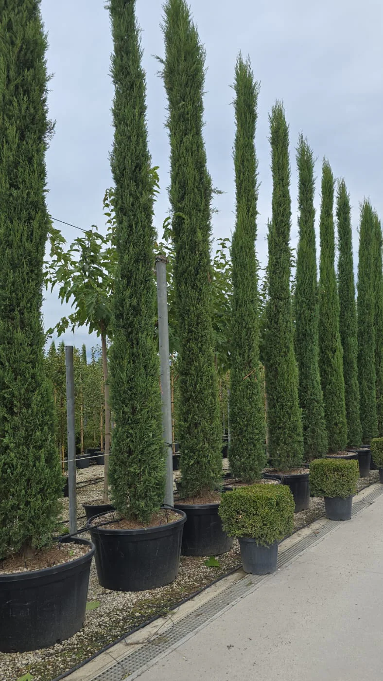 Cyprès de Provence (Commun) - Image 11