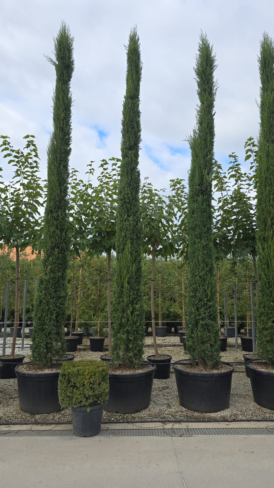 Cyprès de Provence (Commun) - Image 12