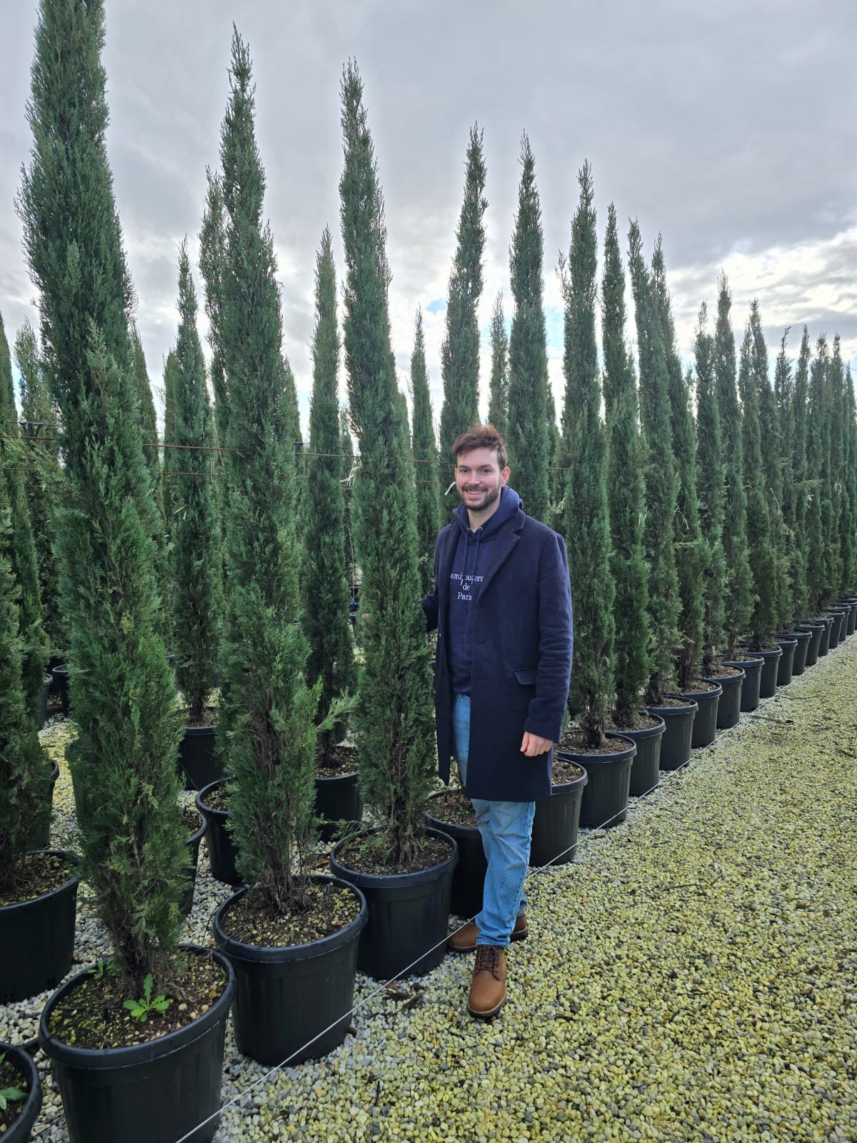 Cyprès de Provence (Commun) - Image 13