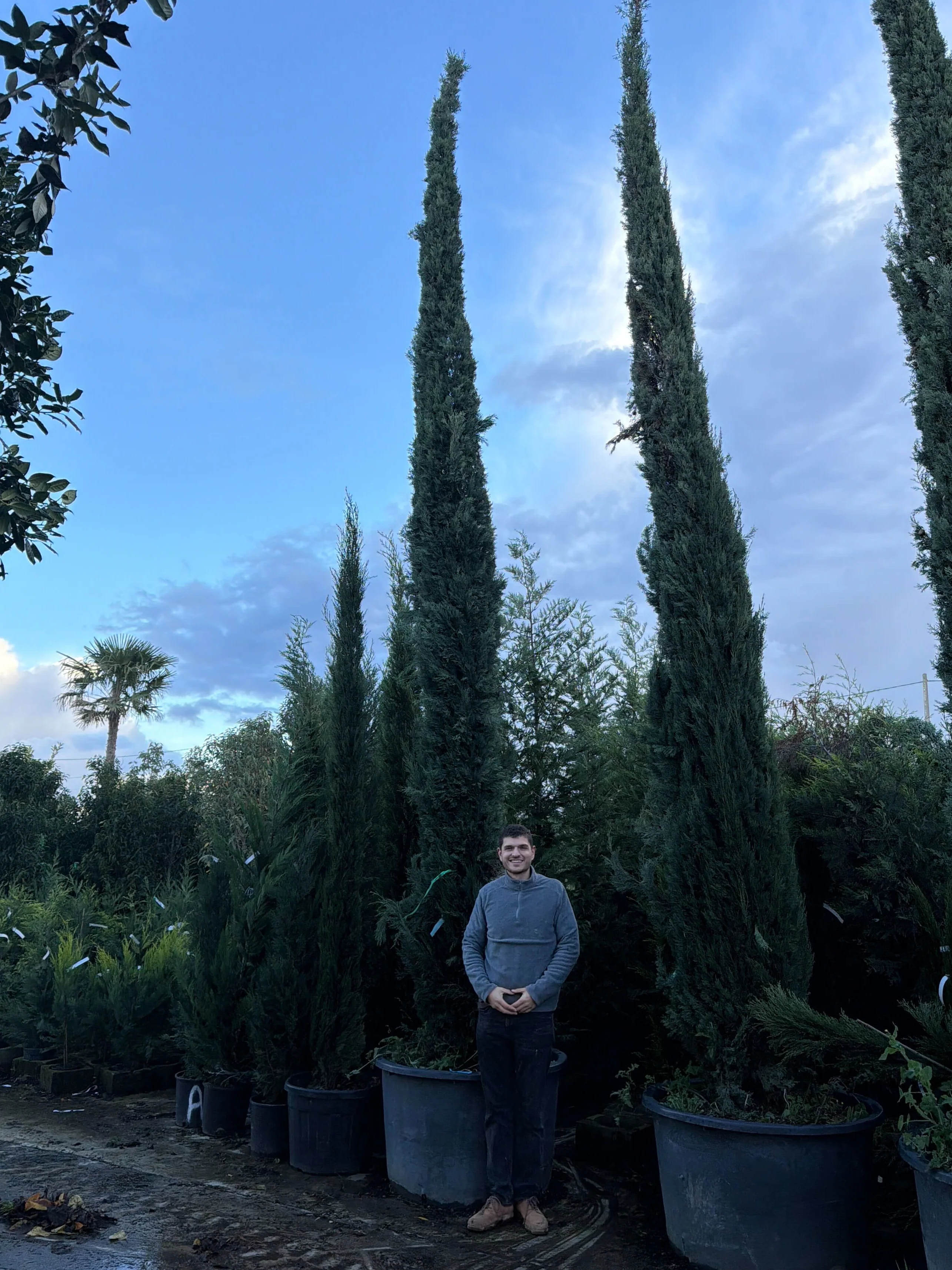 Cyprès de Provence (Commun) - Image 14