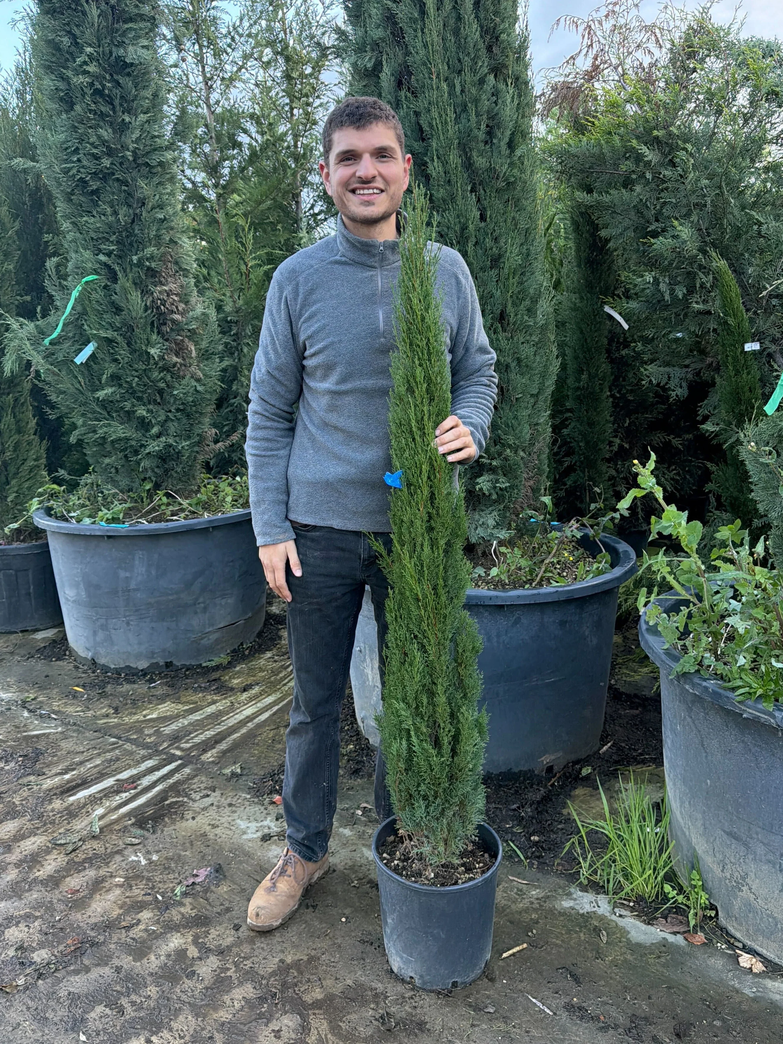 Cyprès de Provence (Commun) - Image 15