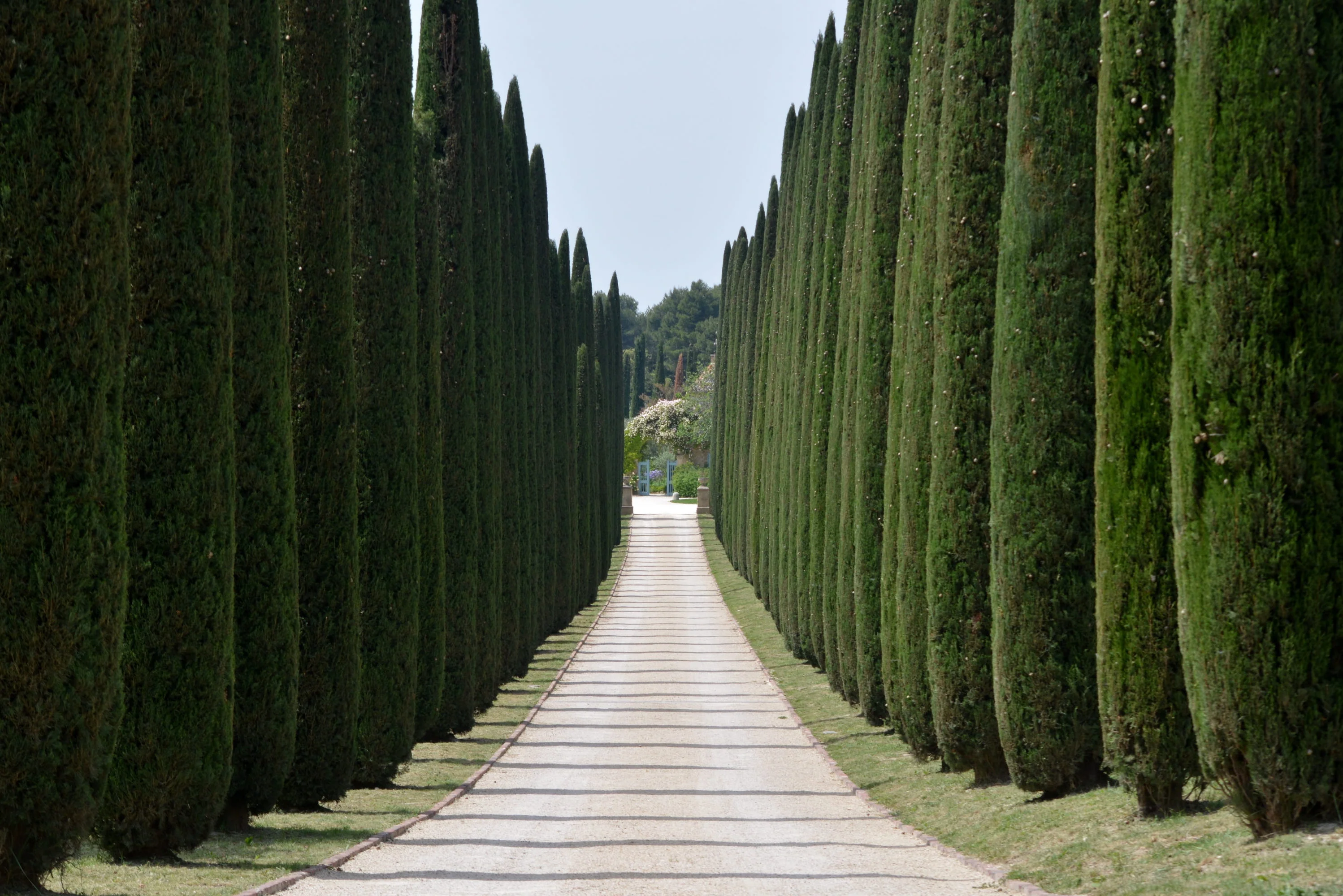 Cyprès de Provence (Commun) - Image 4