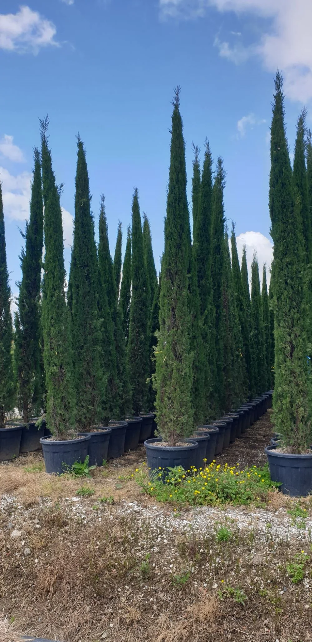 Cyprès de Provence (Commun) - Image 5