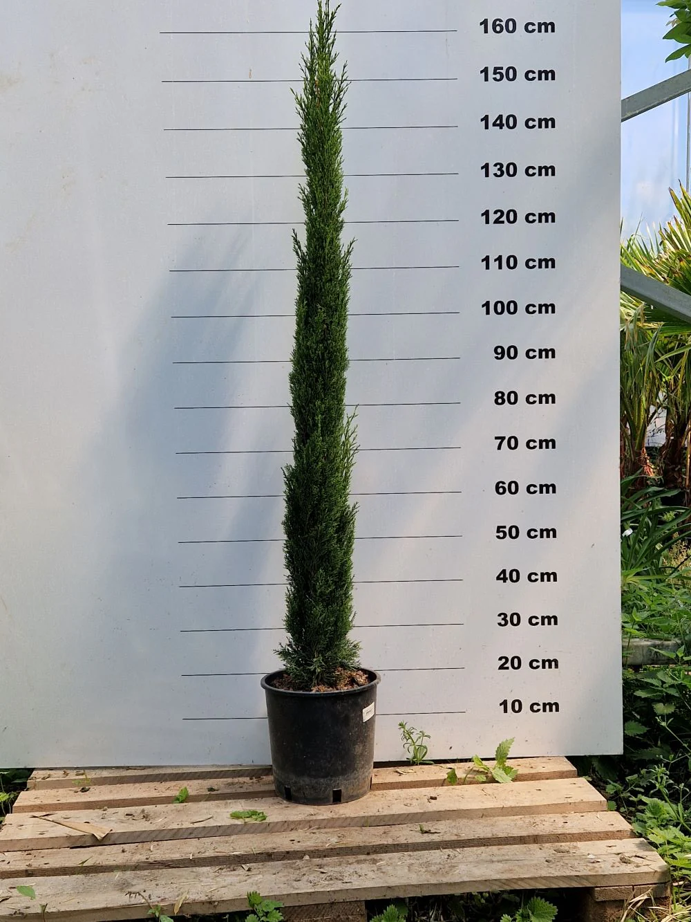 Cyprès de Provence (Commun) - Image 6