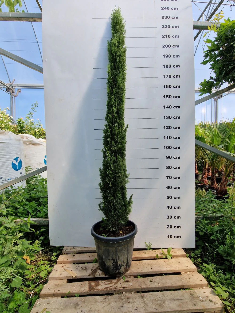 Cyprès de Provence (Commun) - Image 7