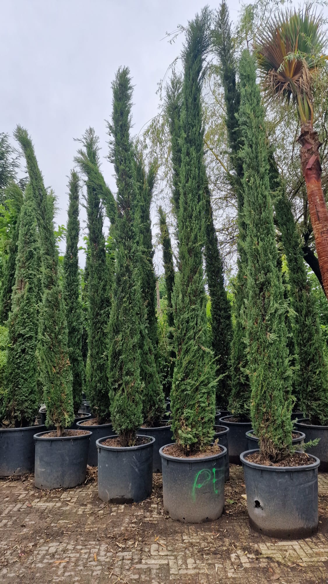 Cyprès de Provence (Commun) - Image 8