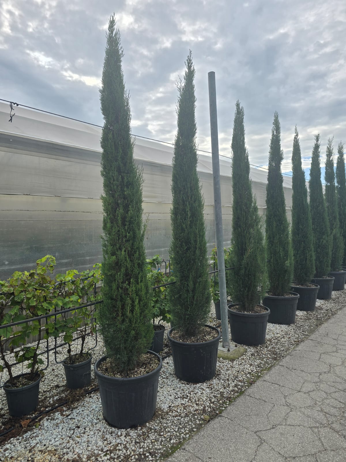 Cyprès de Provence (Commun) - Image 9