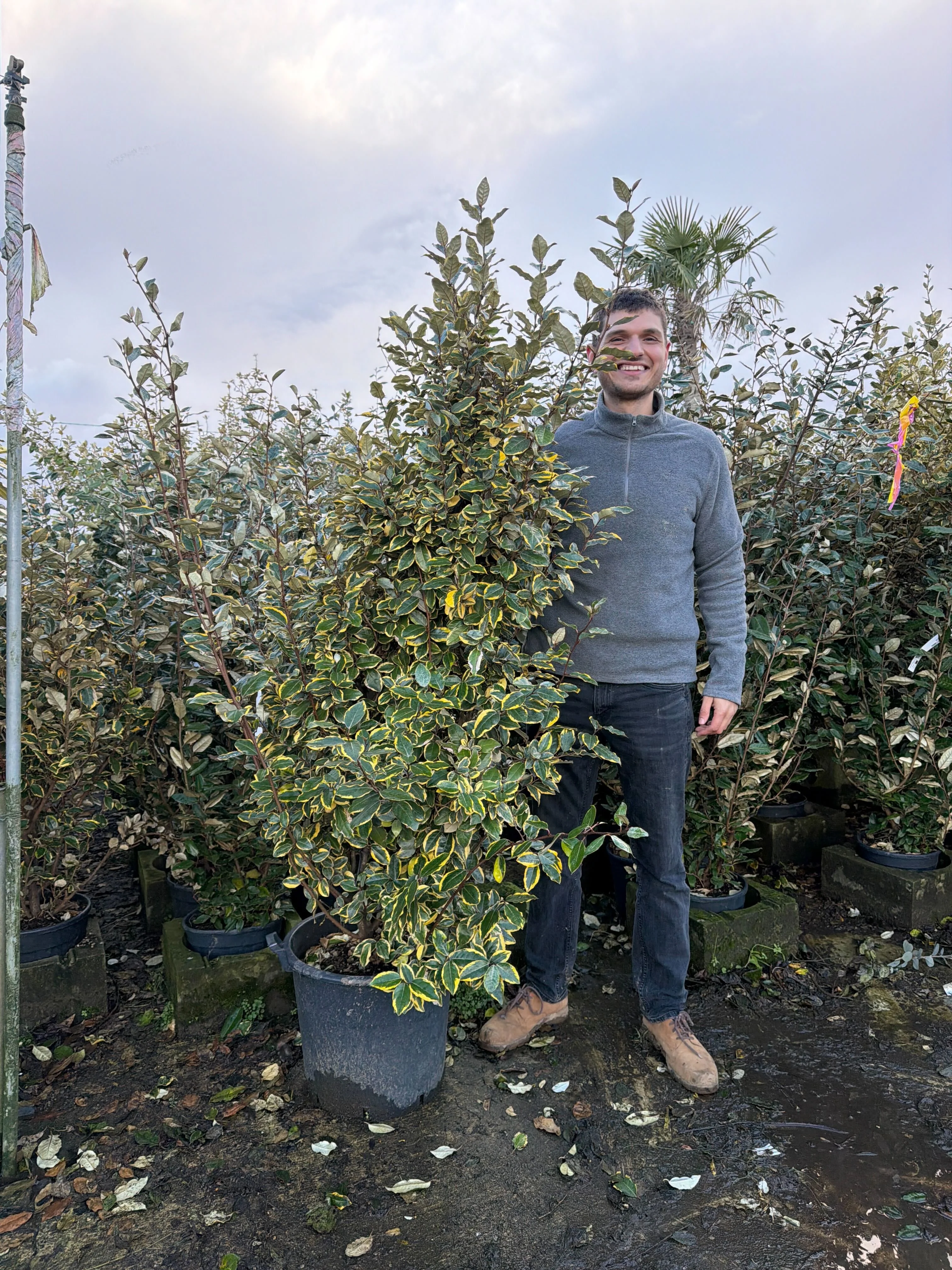 Elaeagnus Ebbingei Viveleg en touffe (Panaché Jaune) - Image 10