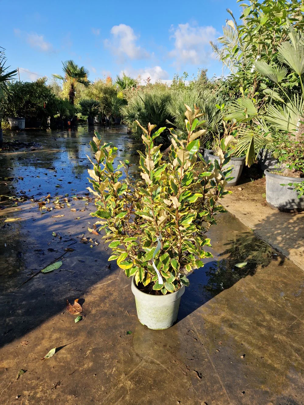 Elaeagnus Ebbingei Viveleg en touffe (Panaché Jaune) - Image 3