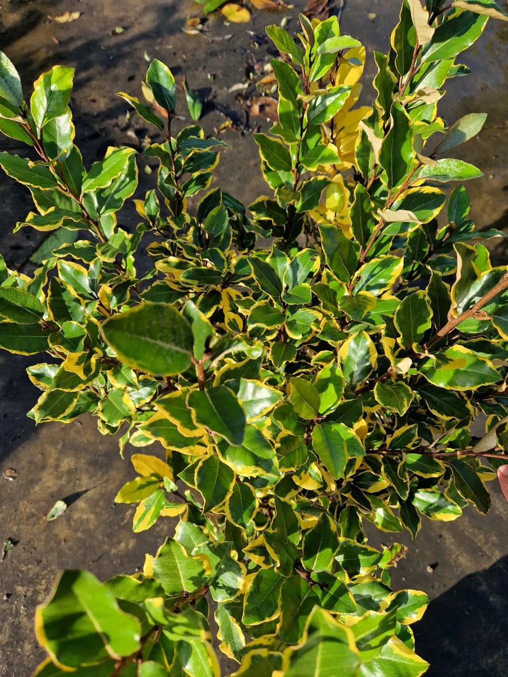 Elaeagnus Ebbingei Viveleg en touffe (Panaché Jaune) - Image 4
