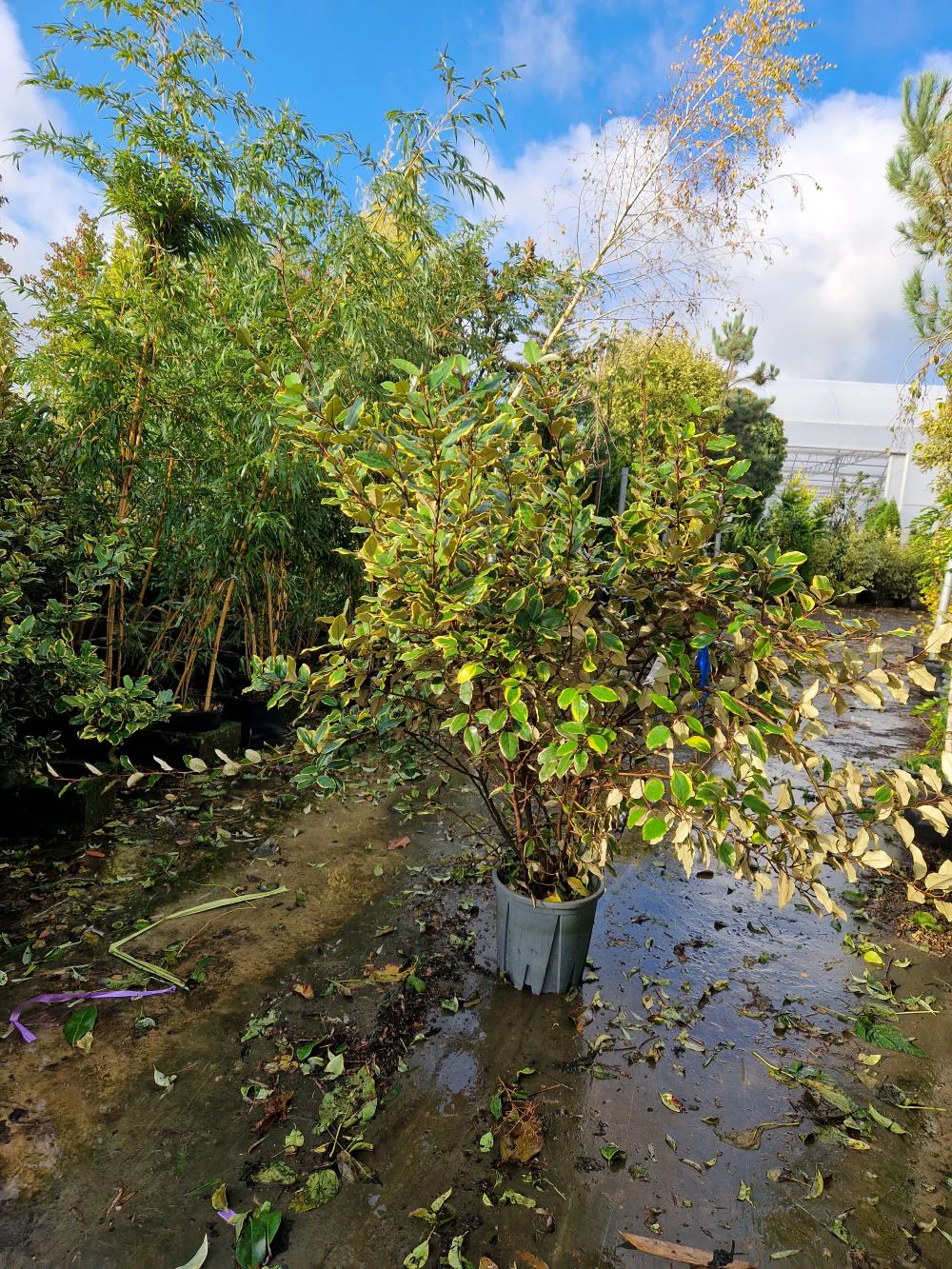 Elaeagnus Ebbingei Viveleg en touffe (Panaché Jaune) - Image 6