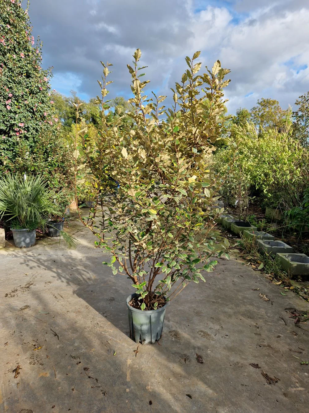 Elaeagnus Ebbingei Viveleg en touffe (Panaché Jaune) - Image 7