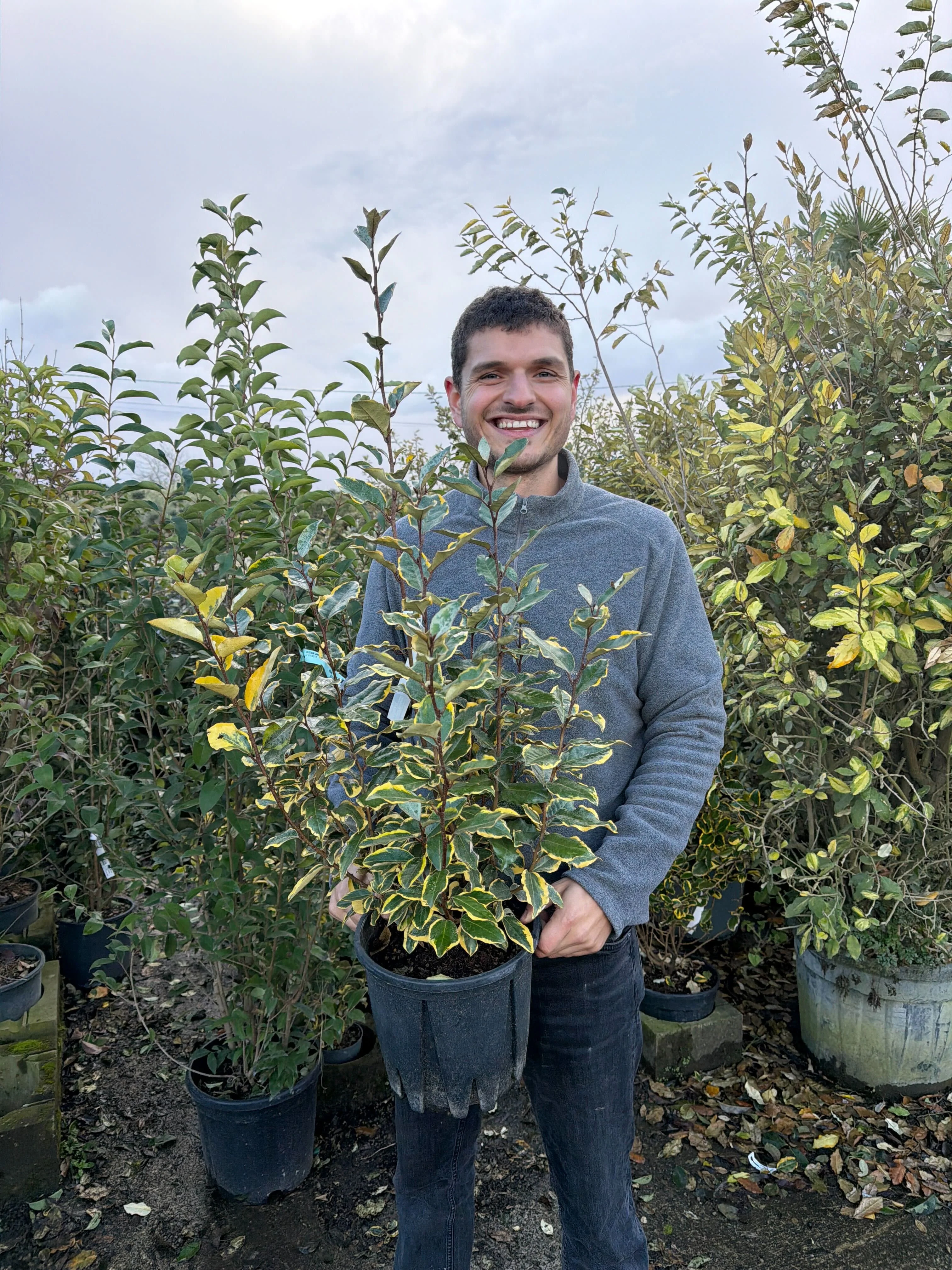 Elaeagnus Ebbingei Viveleg en touffe (Panaché Jaune) - Image 8