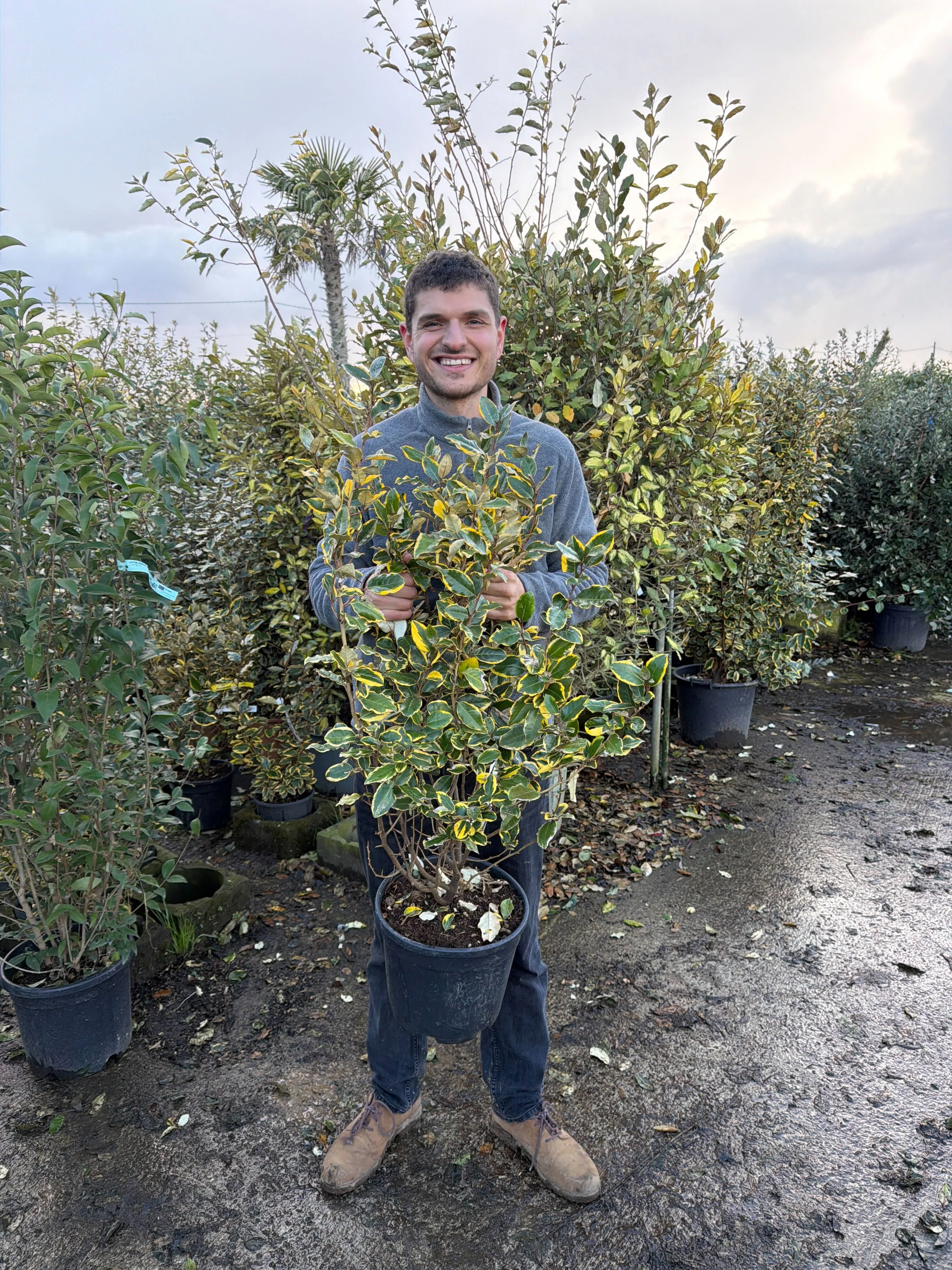 Elaeagnus Ebbingei Viveleg en touffe (Panaché Jaune) - Image 9