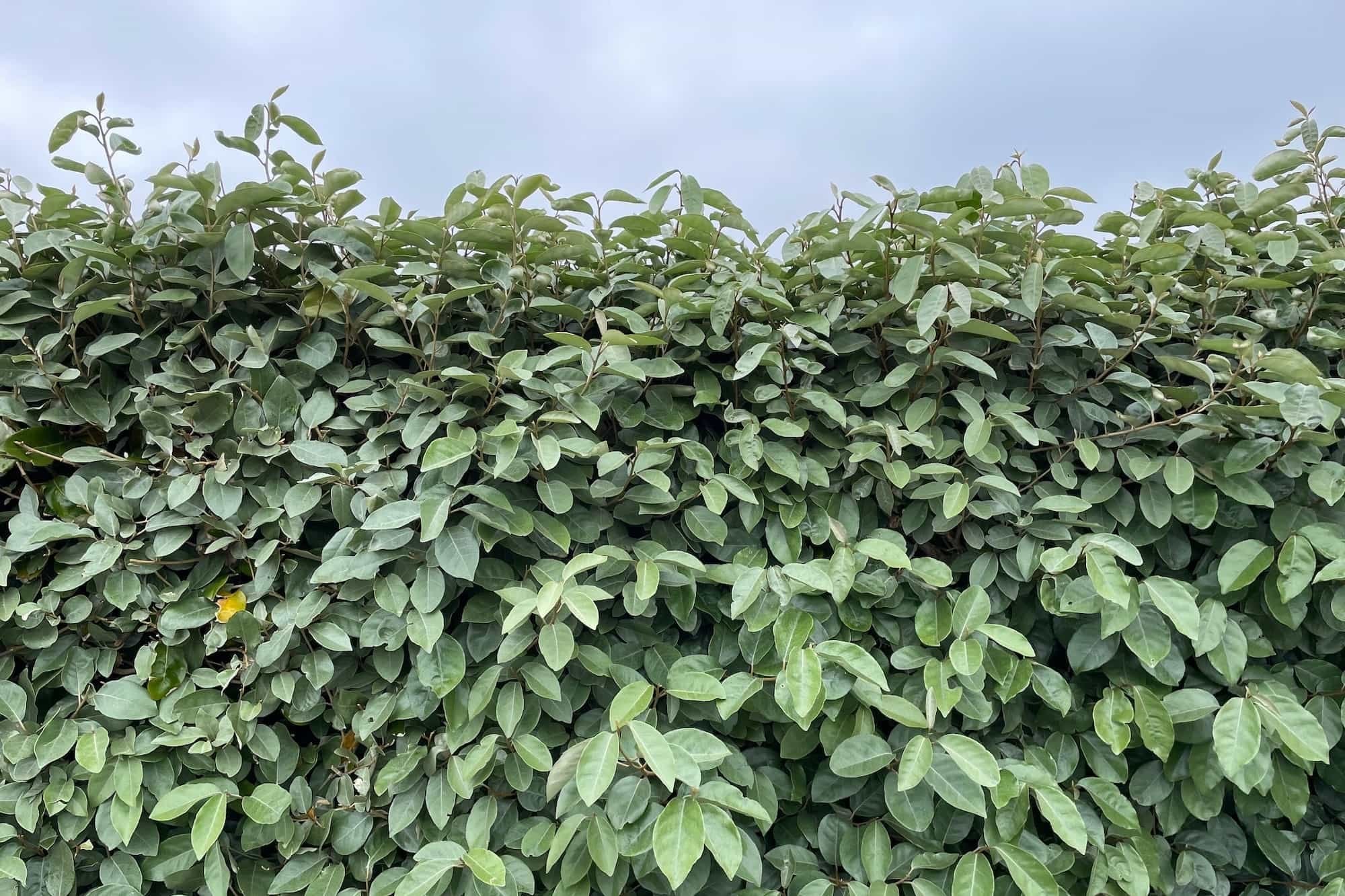 Elaeagnus Ebbingei (vert) - Image 3