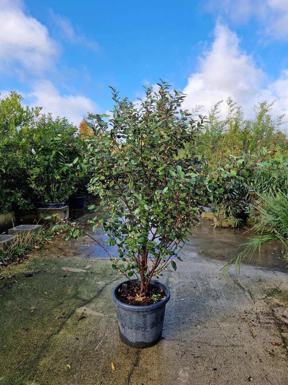 Elaeagnus Ebbingei (vert) - Image 4