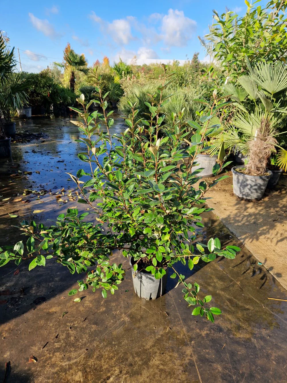 Elaeagnus Ebbingei (vert) - Image 6