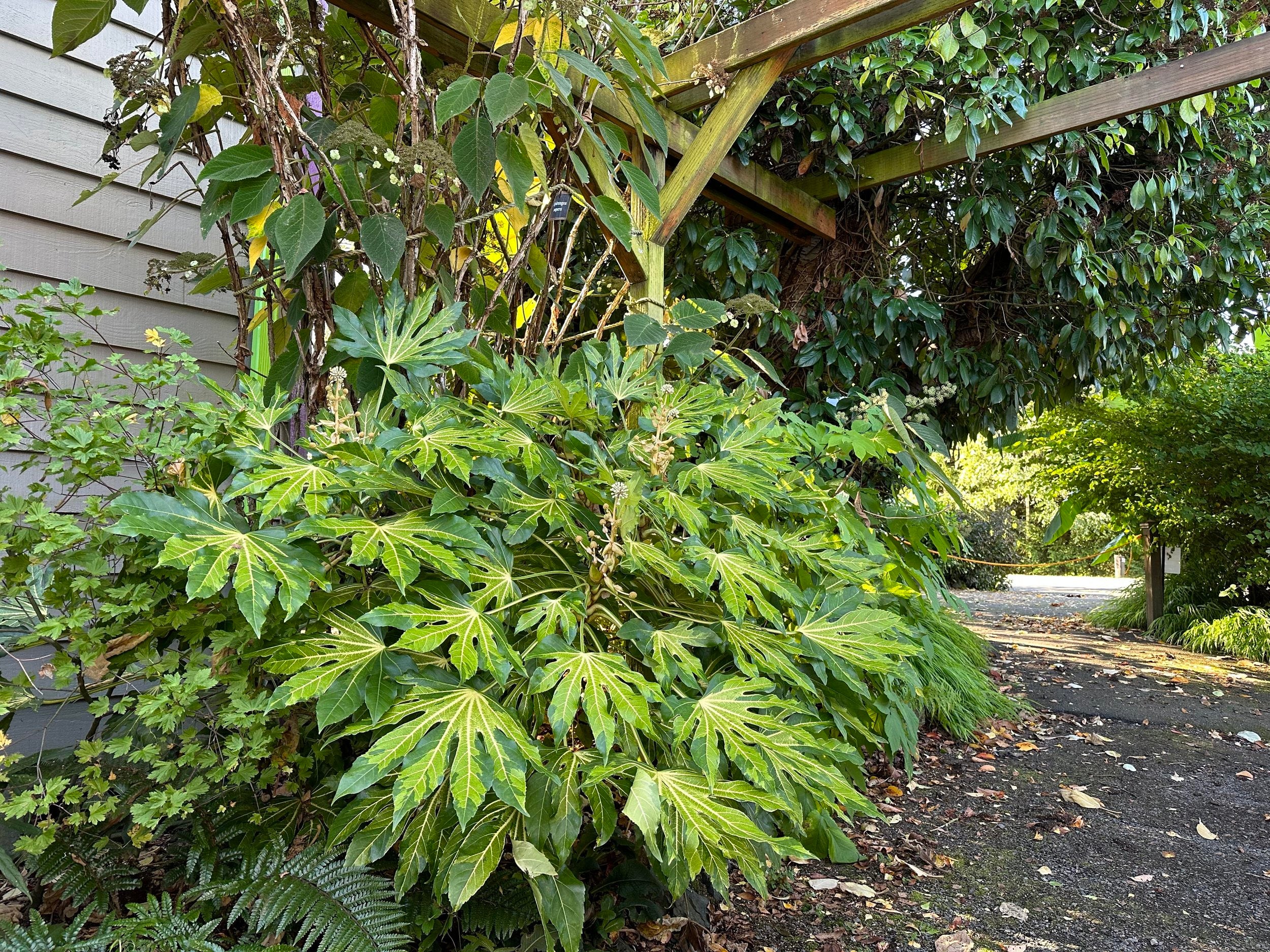 Aralia du Japon (Fatsia Japonica) - Image 3